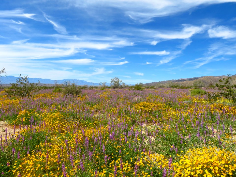 Wildflowers at Joshua Tree NP in CA