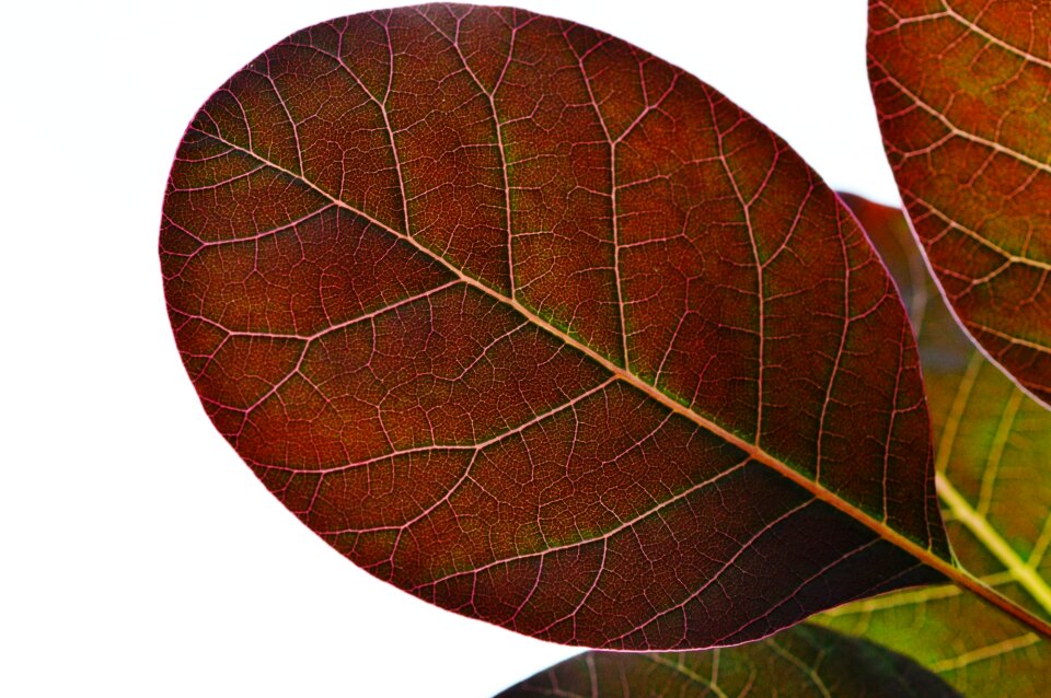 Nature red background