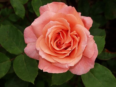 Rose nature rose wallpaper