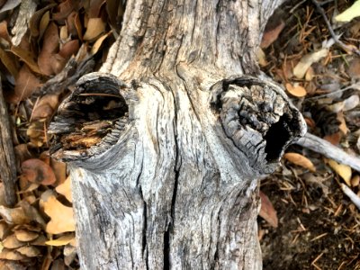 The Logs Have Eyes