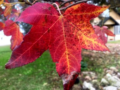 Late Autumn in Calfornina
