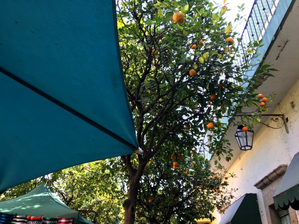 Pick Your Own Oranges in Zapopan