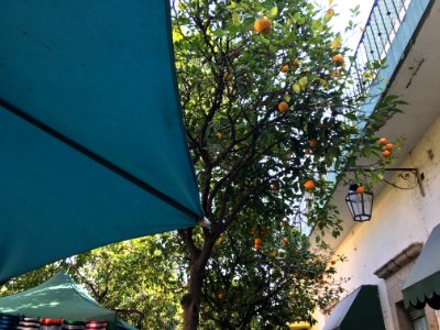Pick Your Own Oranges in Zapopan photo