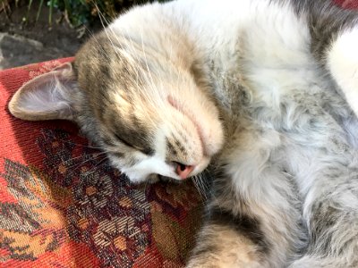 A Cat Among Sleeping Cats photo