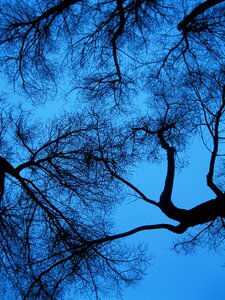 Silhouette tree branches nature photo