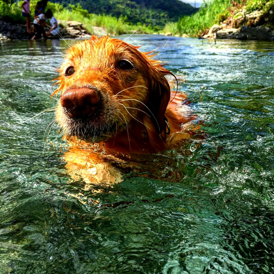 旅行X生活X美食-我家小犬🐕叫妹妹！  跟者CHEF去旅行  #dog #dog #puppy #pup #TagsForLikes #cute #eyes #instagood #dogs of instagram #pet #pets #animal #animals #petstagram #petsagram #dogsitting #photooftheday #dogsofinstagram #ilovemydog #instagramdogs #nature #dogstagram
