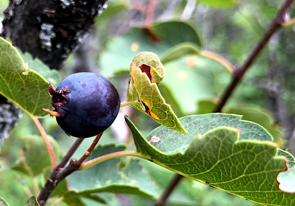Saskatoon Berry on the Stalk