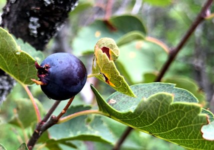Saskatoon Berry on the Stalk