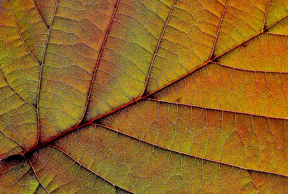 Nature red background