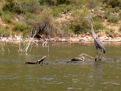 Blended in Heron