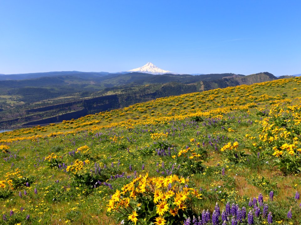 Coyote Wall Trail in WA