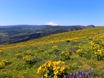 Coyote Wall Trail in WA