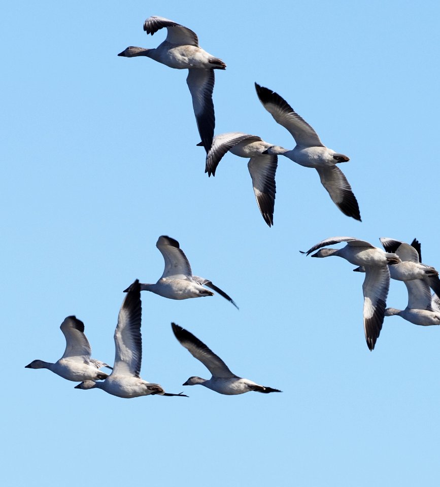 Snow Geese Flight