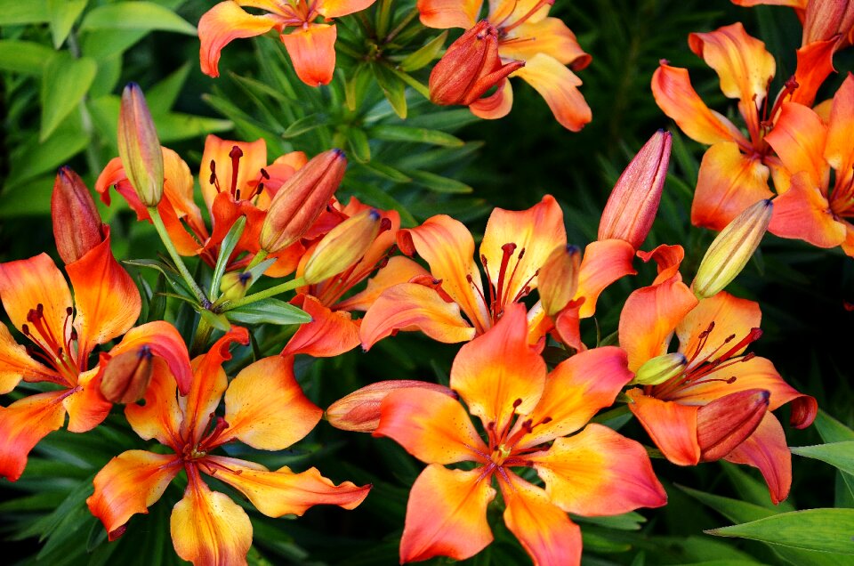 Floral garden blooming