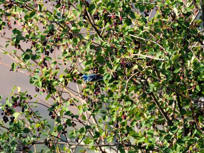 LB and Serviceberry 3