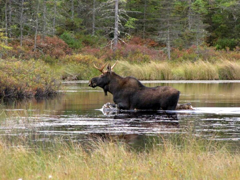 Wildlife mammal pond