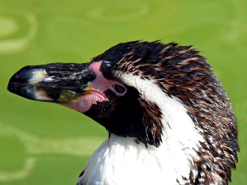 Antwerp Zoo - 29-03-2008