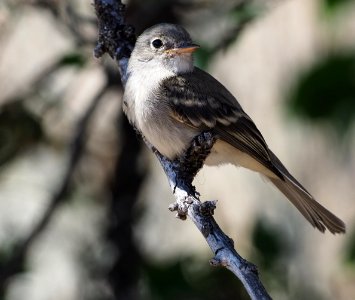 Gray Flycatcher Juv Close Crop