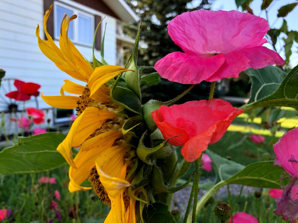 Poppy Taller Than Sunflower