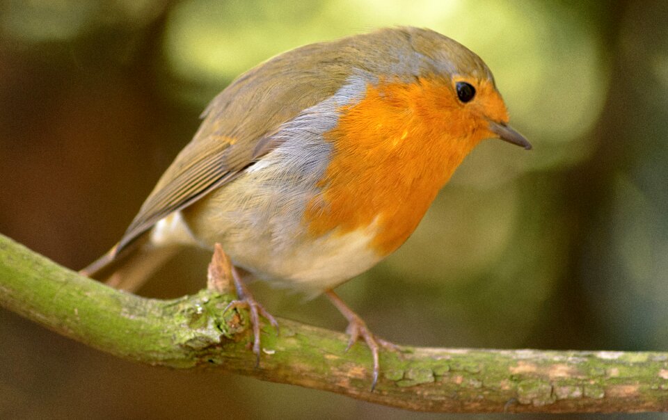 Wildlife animal nature