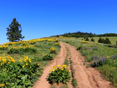 Coyote Wall Trail in WA