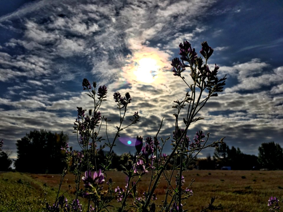 Good Morning, Sky