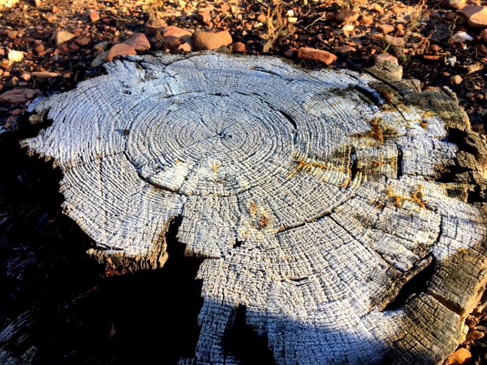 Iced Stump
