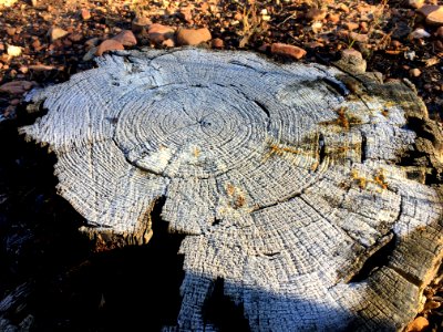 Iced Stump photo