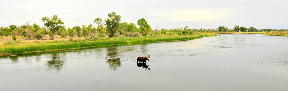 Landscape wildlife mammal