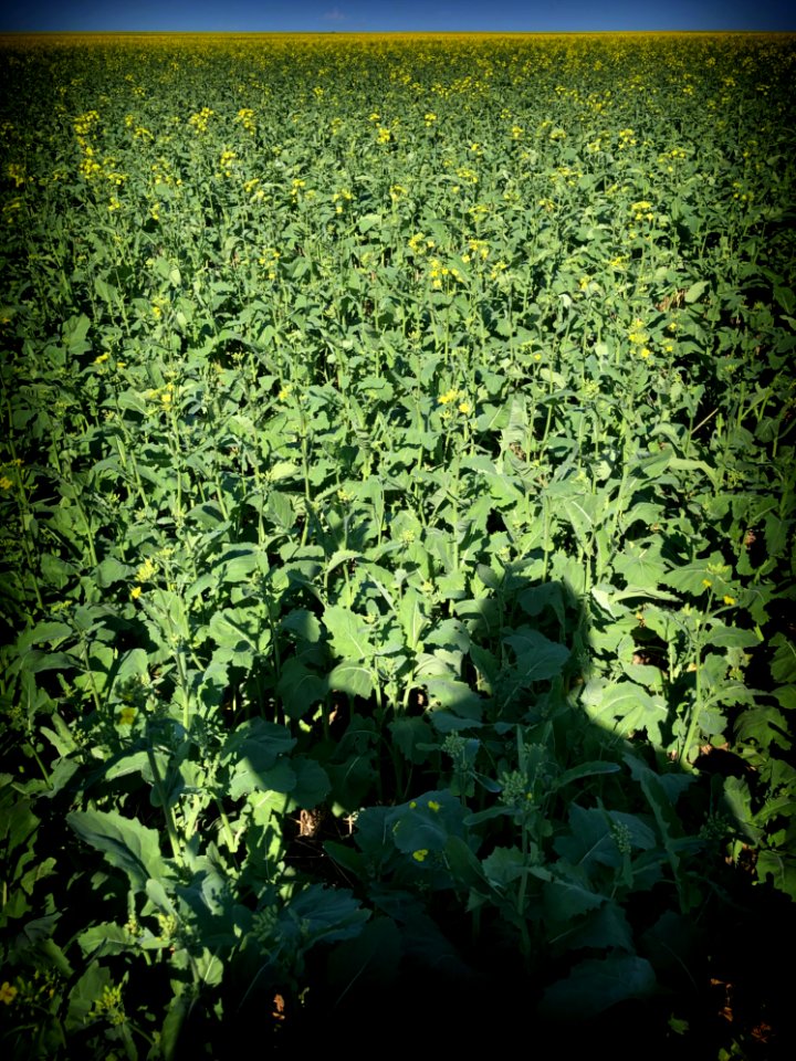 Children of the Canola