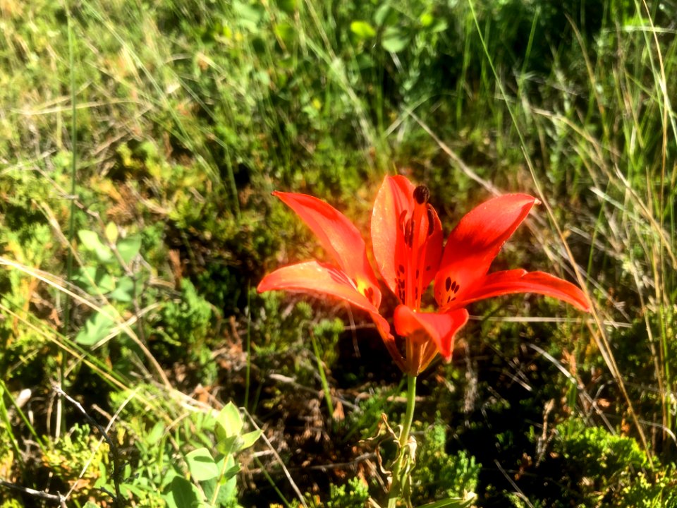 Hello Wild Prairie Lily