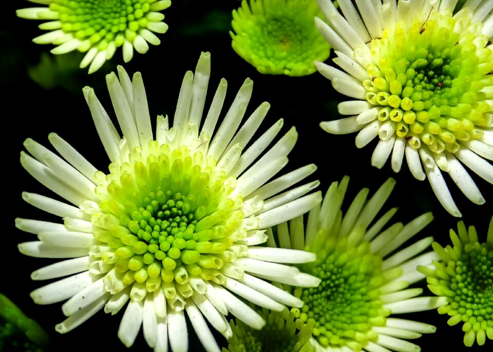 Yellow macro garden chrysanthemum
