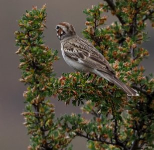 Lark Sparrow 1 crop close photo