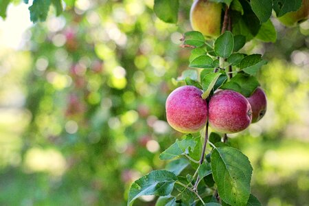 Fruit green season photo