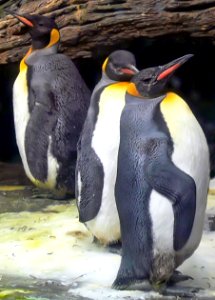 Antwerp Zoo 29-03-2008 - Pinguins photo