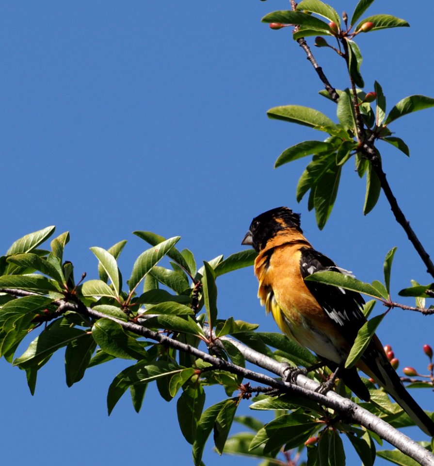 Black Headed Grosbeak crop 3