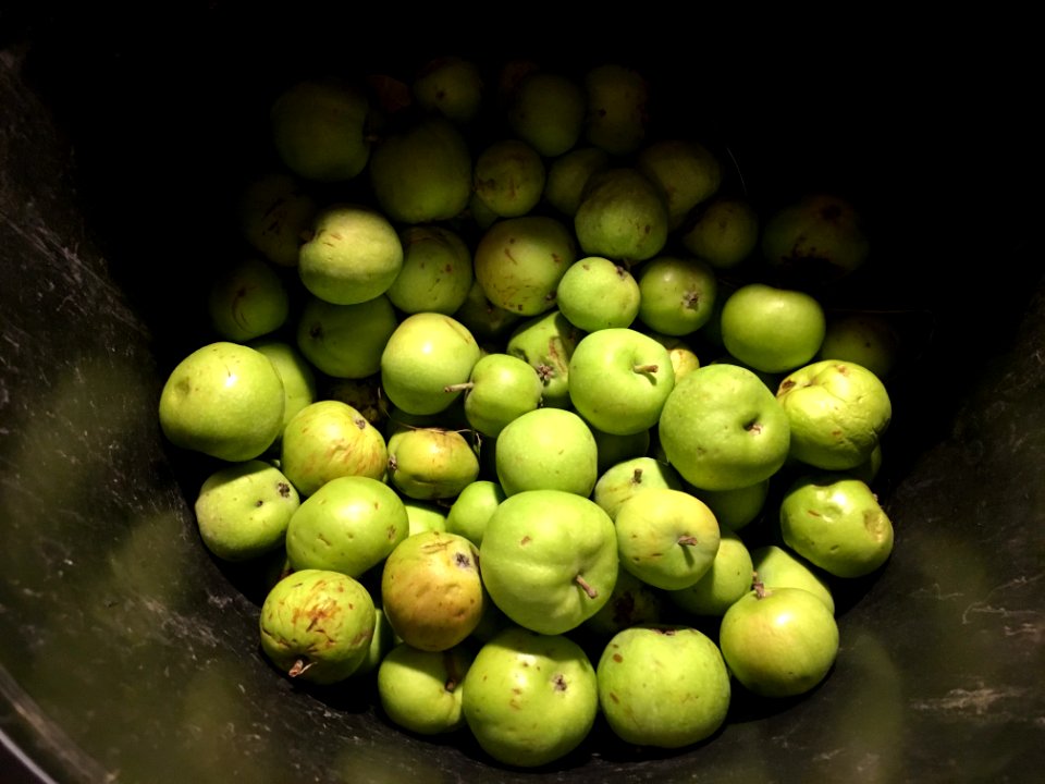 Bottom of the Apples