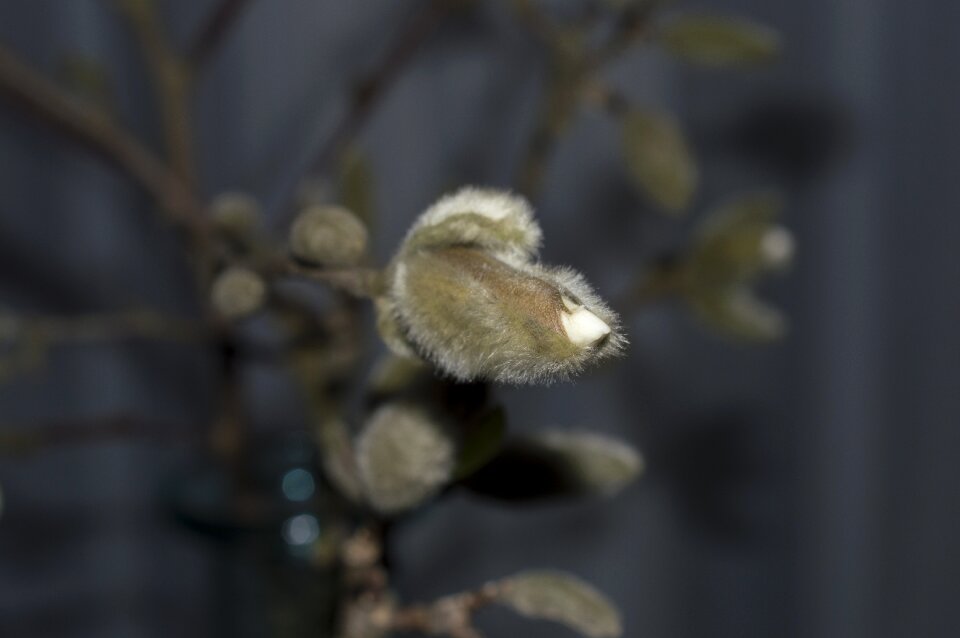 Button bloom flowers
