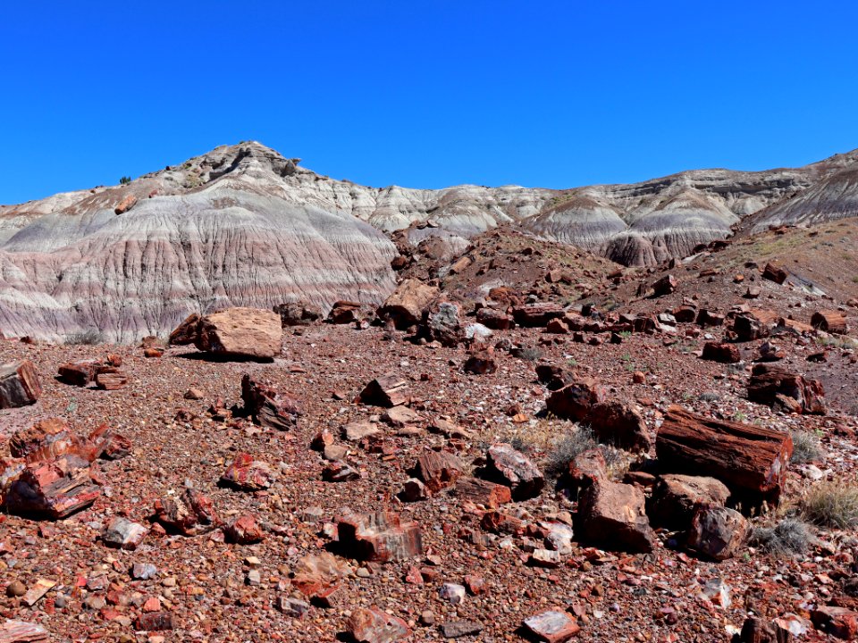 Petrified Forest NP in AZ