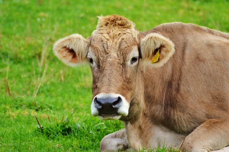 Pasture beef livestock