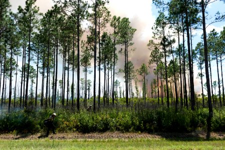 West Mims Wildfire