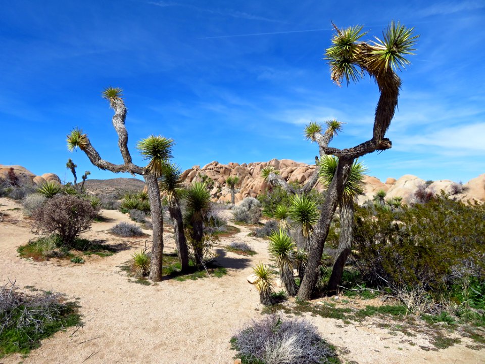 Joshua Tree NP in CA photo