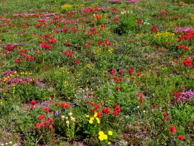 Snowgrass Flats in WA