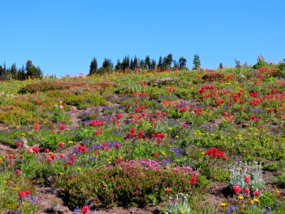 Goat Rocks Wilderness in WA