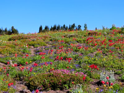 Goat Rocks Wilderness in WA