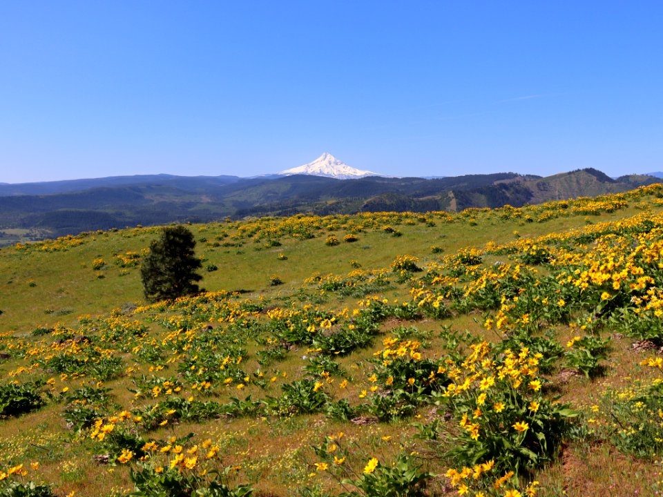Coyote Wall Trail in WA