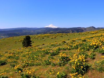 Coyote Wall Trail in WA