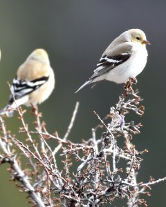 Goldfinch Winter photo