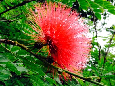 Avatar tropical exotic
