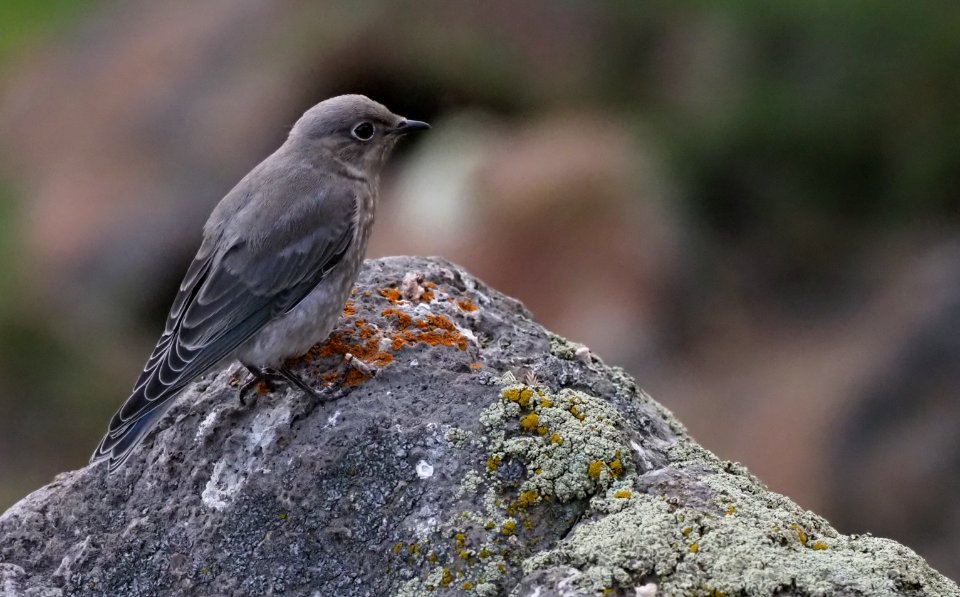 Juvenile Mountain Bluebird